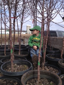 Back to the yard we go with the trees.  