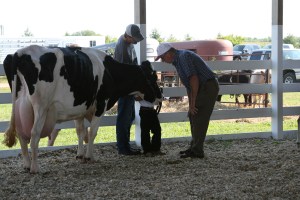 Talking with the Dairy judge